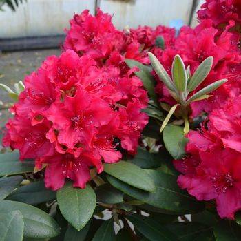 Рододендрон гибридный ‘Neon Kiss’ (Rhododendron hybriden ‘Neon Kiss’)